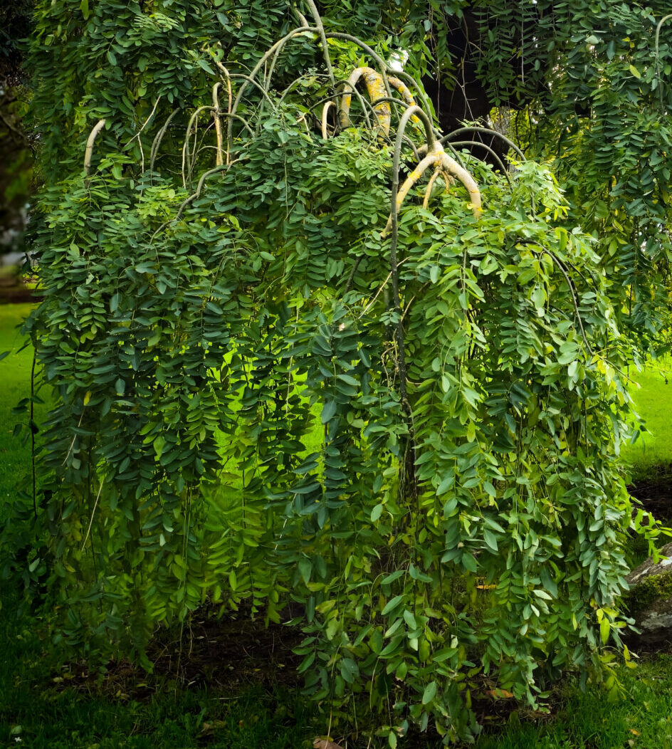 Sophora japonica ‘Pendula’ - Treurhoningboom