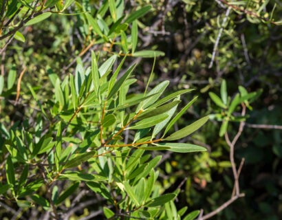 Phillyrea angustifolia leivorm - Steenlinde