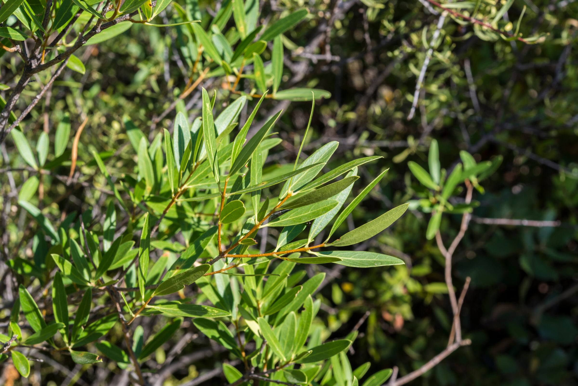 Phillyrea angustifolia leivorm - Steenlinde