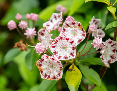 Kalmia latifolia ‘Sterntaler’ - Lepelstruik