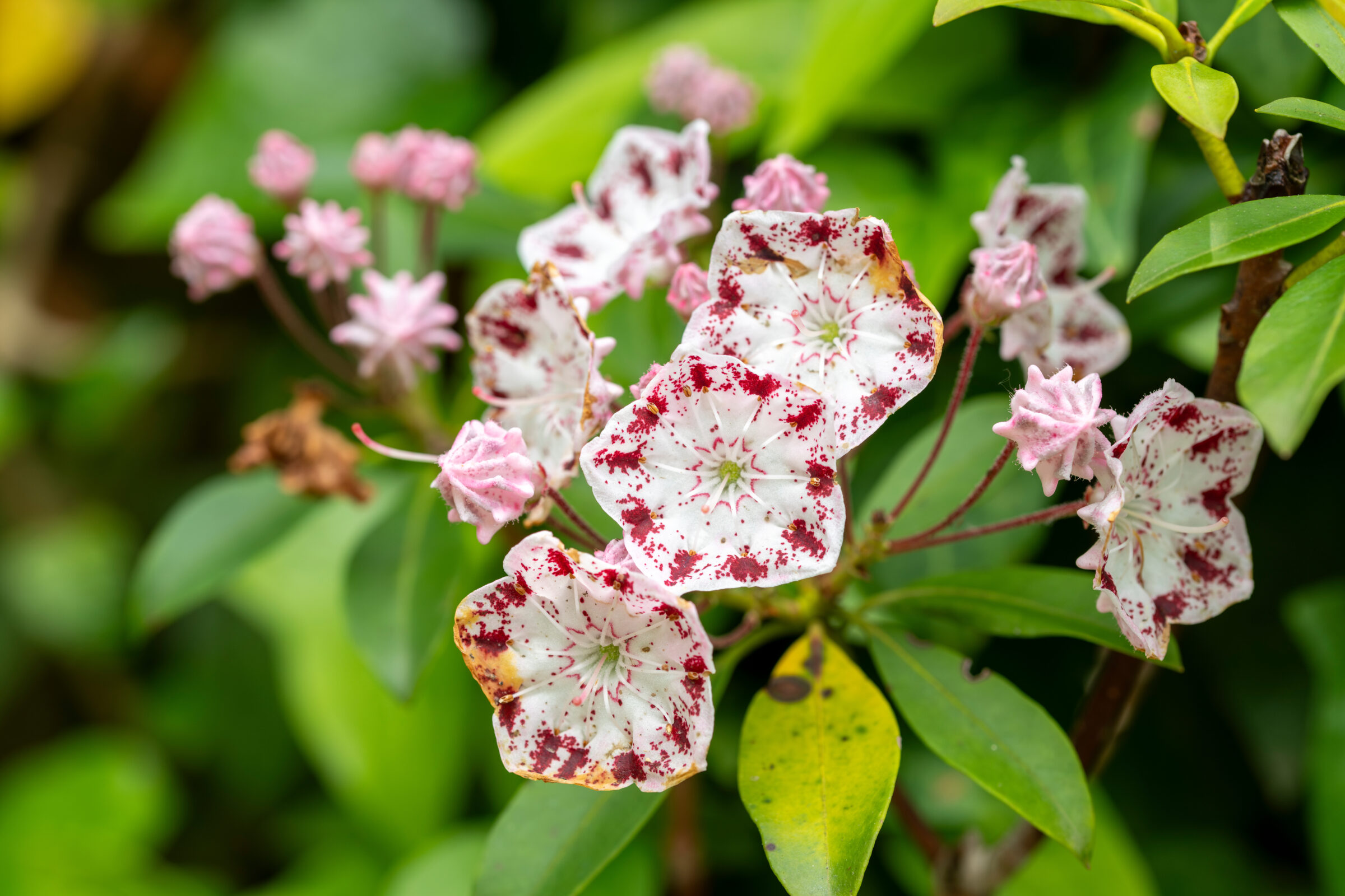 Kalmia latifolia ‘Sterntaler’ - Lepelstruik