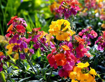 Erysimum ‘Leya mix’ - Steenraket