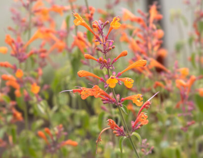 Agastache ‘Mango Tango’ - Dropplant