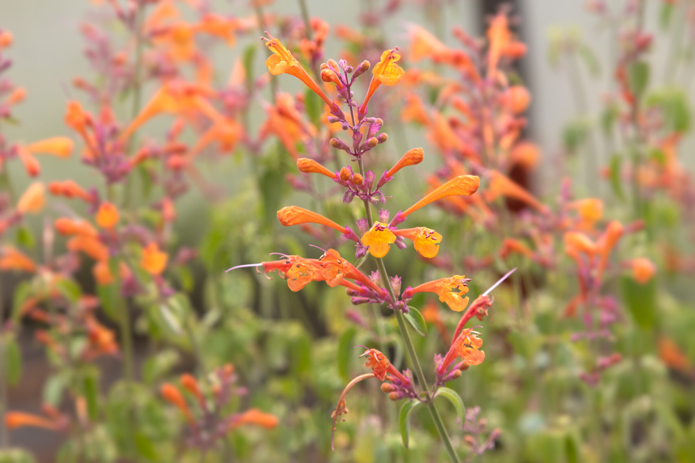 Agastache ‘Mango Tango’ - Dropplant