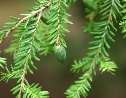 Tsuga heterophylla - Westerse hemlockspar