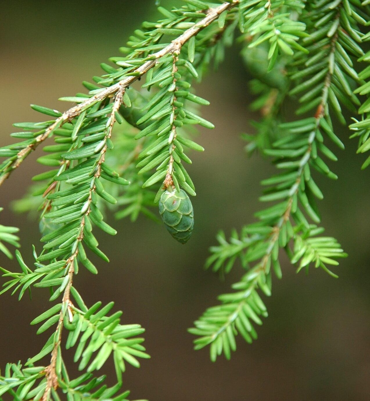 Tsuga heterophylla - Westerse hemlockspar
