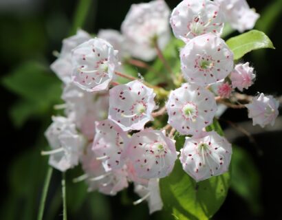 Kalmia latifolia ‘Snowdrift’ - Lepelstruik