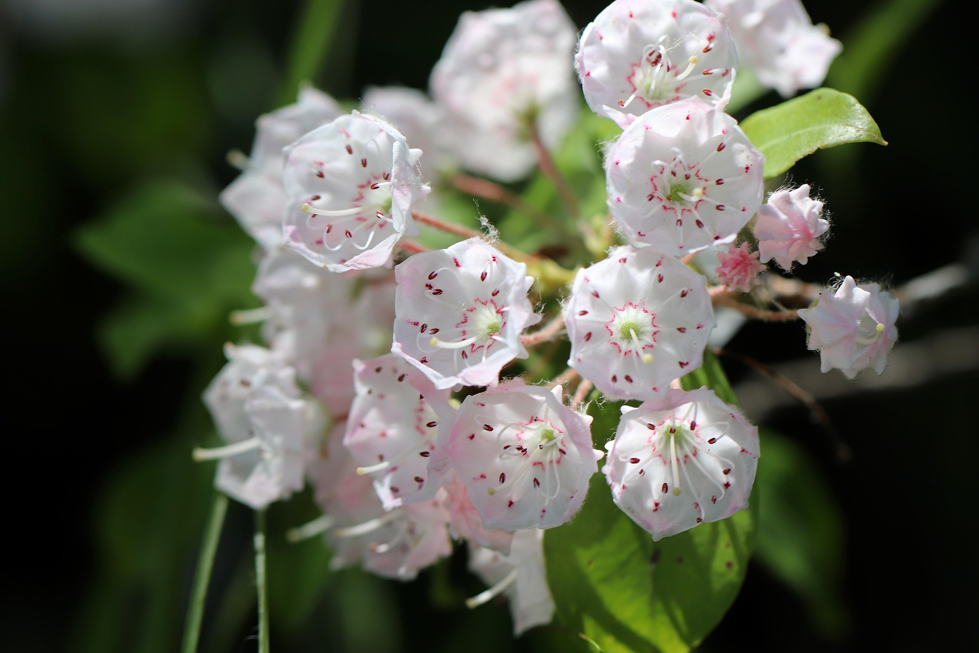 Kalmia latifolia ‘Snowdrift’ - Lepelstruik