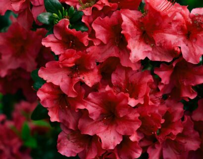 Azalea japonica ‘Orange Beauty’ - Azalea