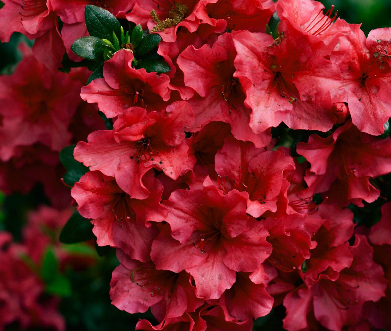 Azalea japonica ‘Orange Beauty’ - Azalea