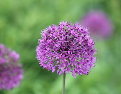 Allium ‘Eros’ - Sierui