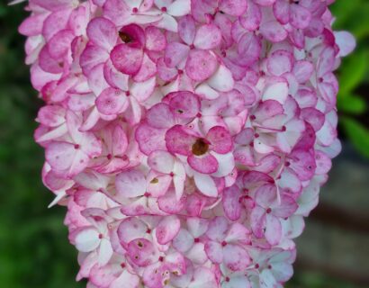Hydrangea paniculata ‘Magical Candle’ op stam - Pluimhortensia