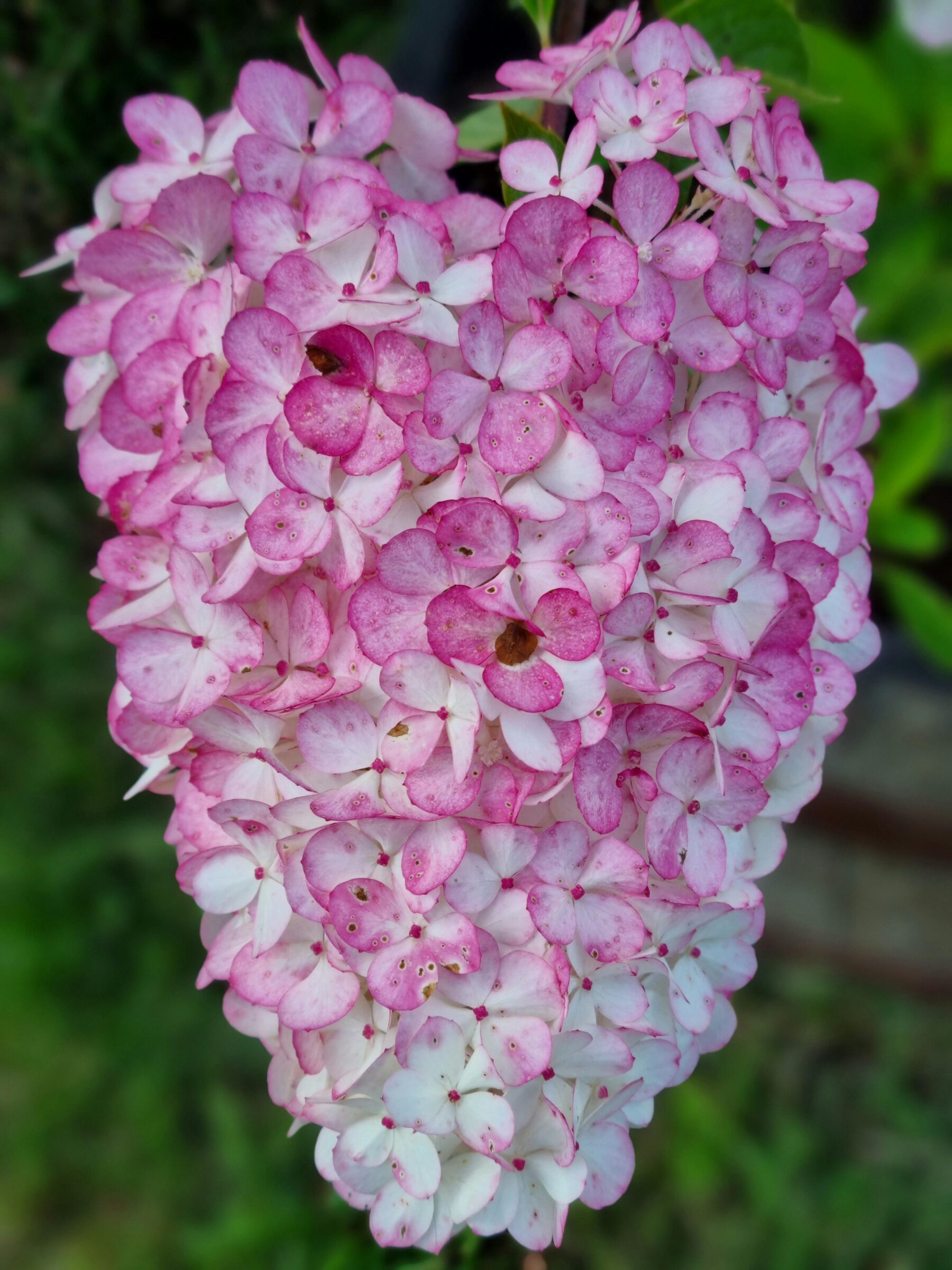 Hydrangea paniculata ‘Magical Candle’ op stam - Pluimhortensia