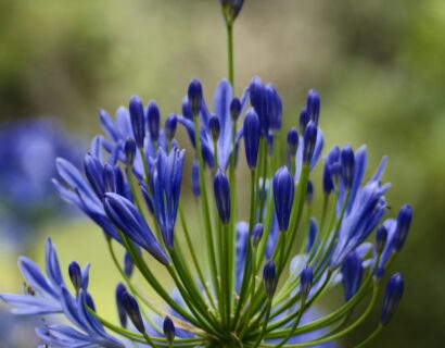 Agapanthus ‘Indigo Dreams’ - Afrikaanse lelie