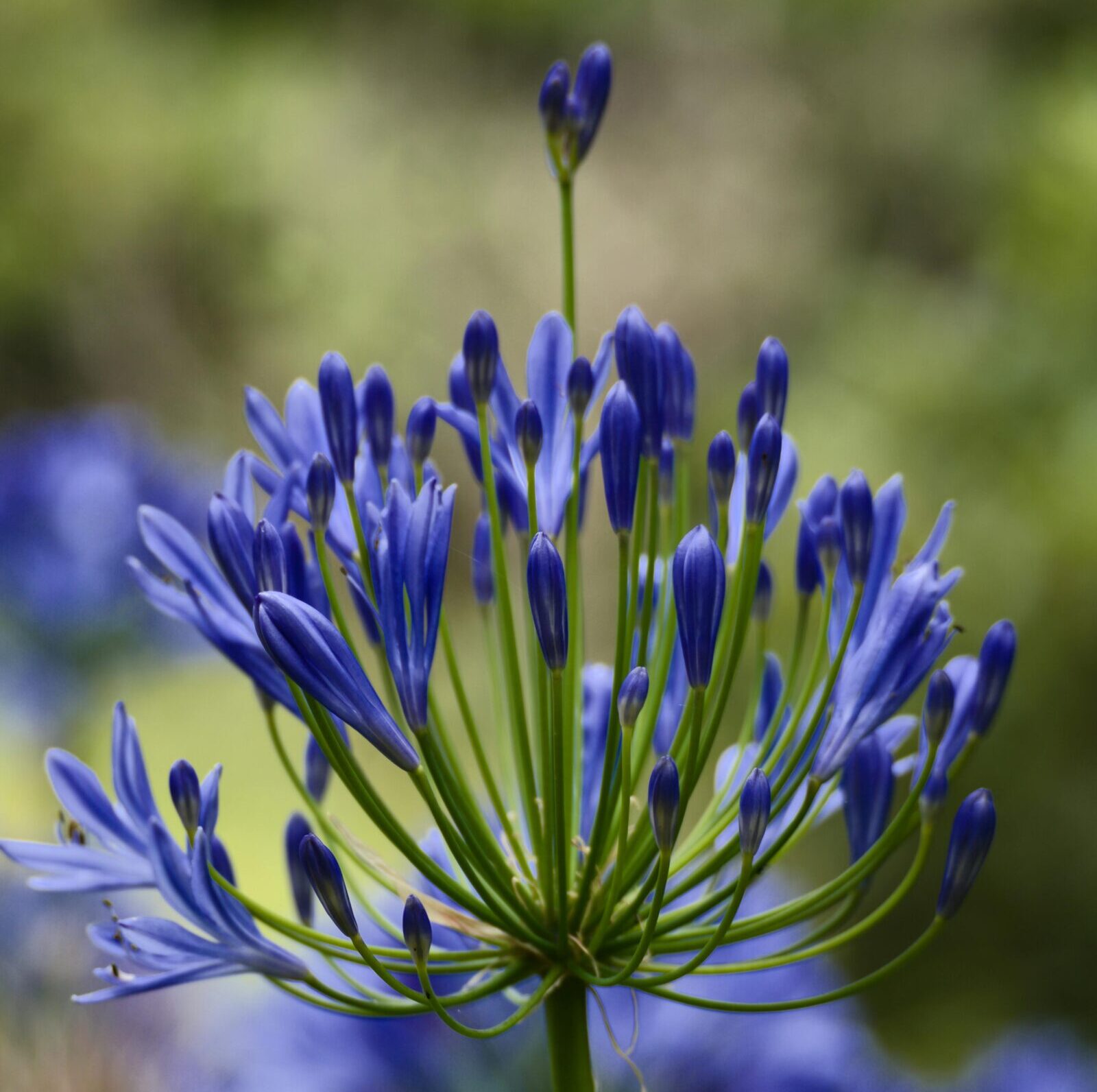 Agapanthus ‘Indigo Dreams’ - Afrikaanse lelie