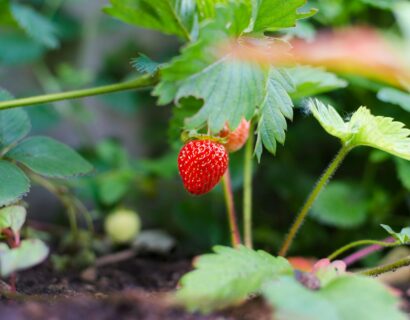 Fragaria ‘Gorella’ - Aardbei