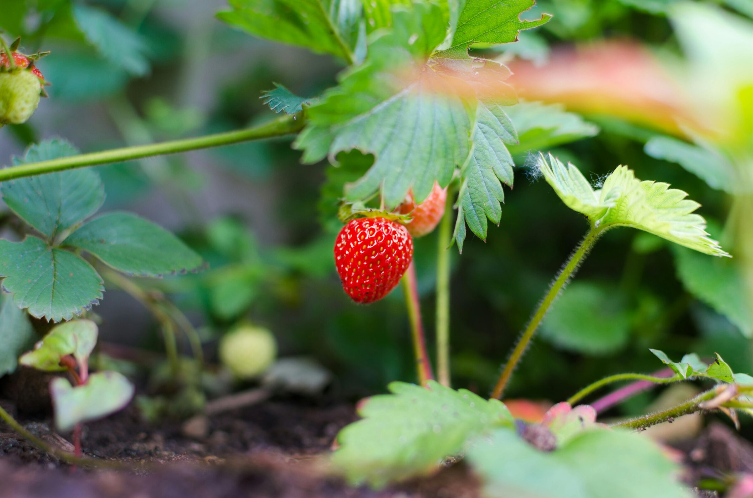 Fragaria ‘Gorella’ - Aardbei