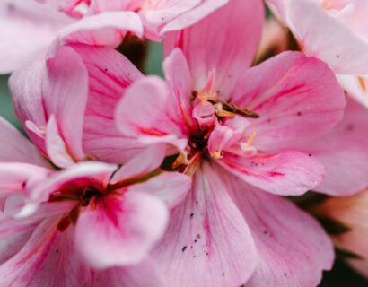 Geranium staand ‘Smart Light Pink’ - Staande geranium