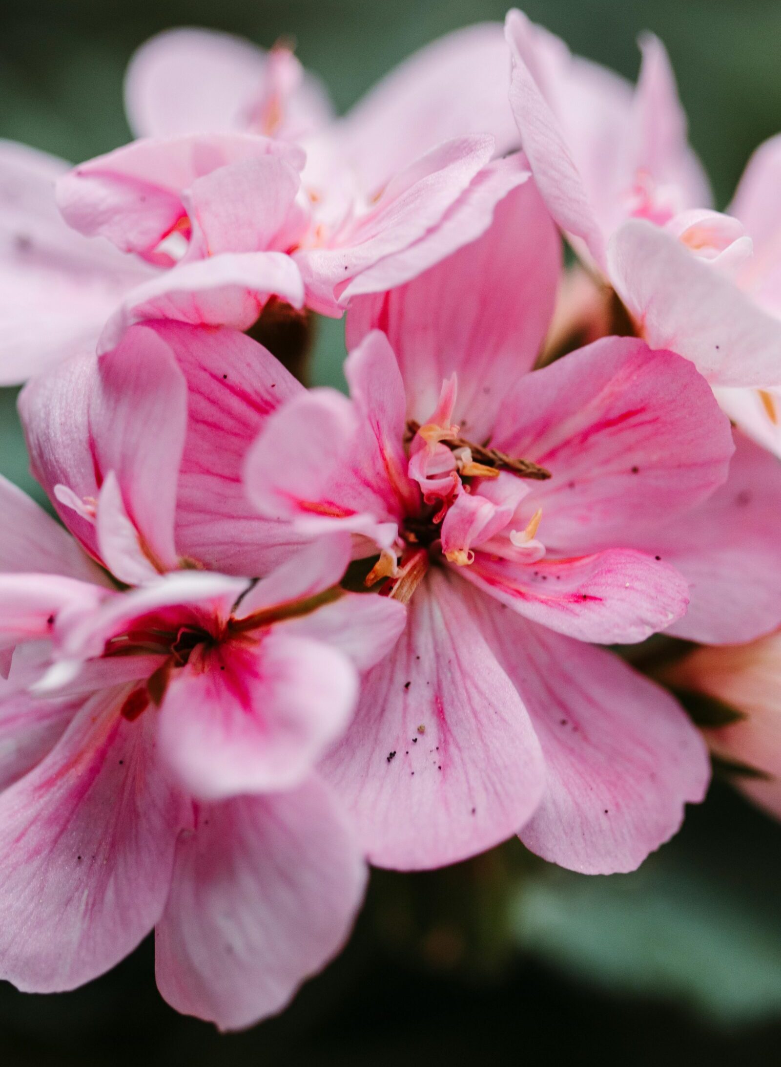 Geranium staand ‘Smart Light Pink’ - Staande geranium