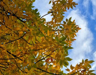 Fraxinus ‘Excelsior’ - Gewone es