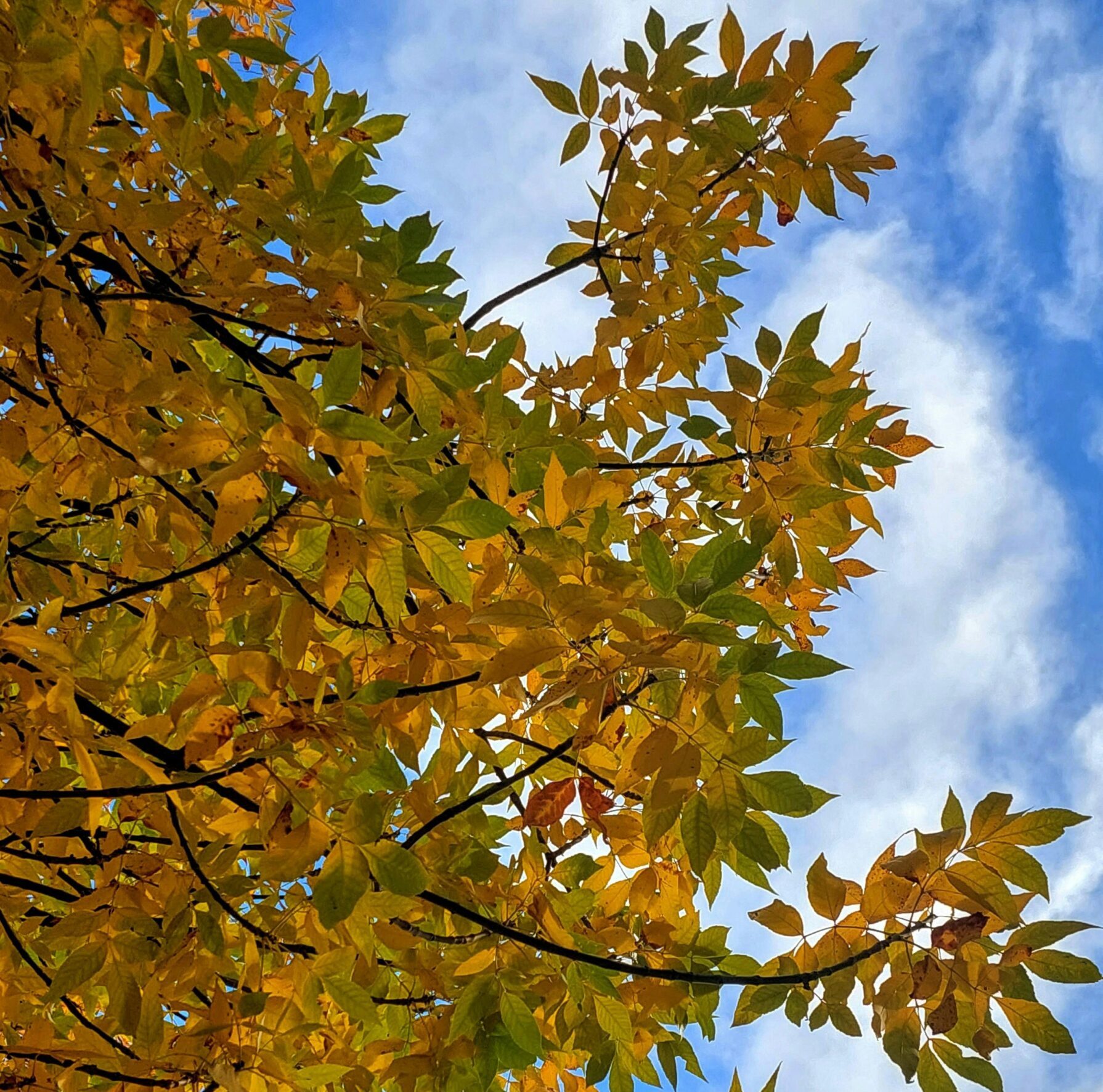 Fraxinus ‘Excelsior’ - Gewone es