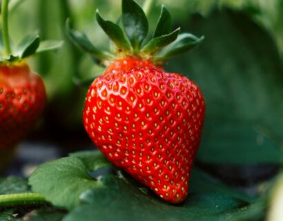 Fragaria ‘Elvira’ - Aardbei