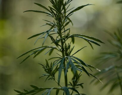 Artemisia dracunculus - Dragon