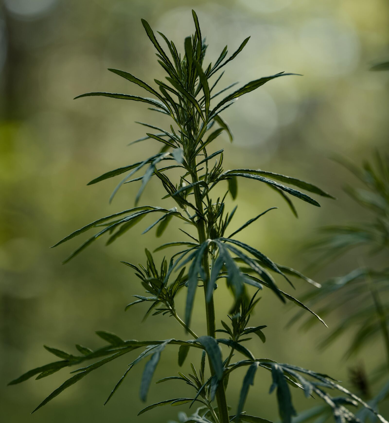 Artemisia dracunculus - Dragon