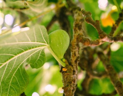 Ficus carica struik in soorten - Vijg