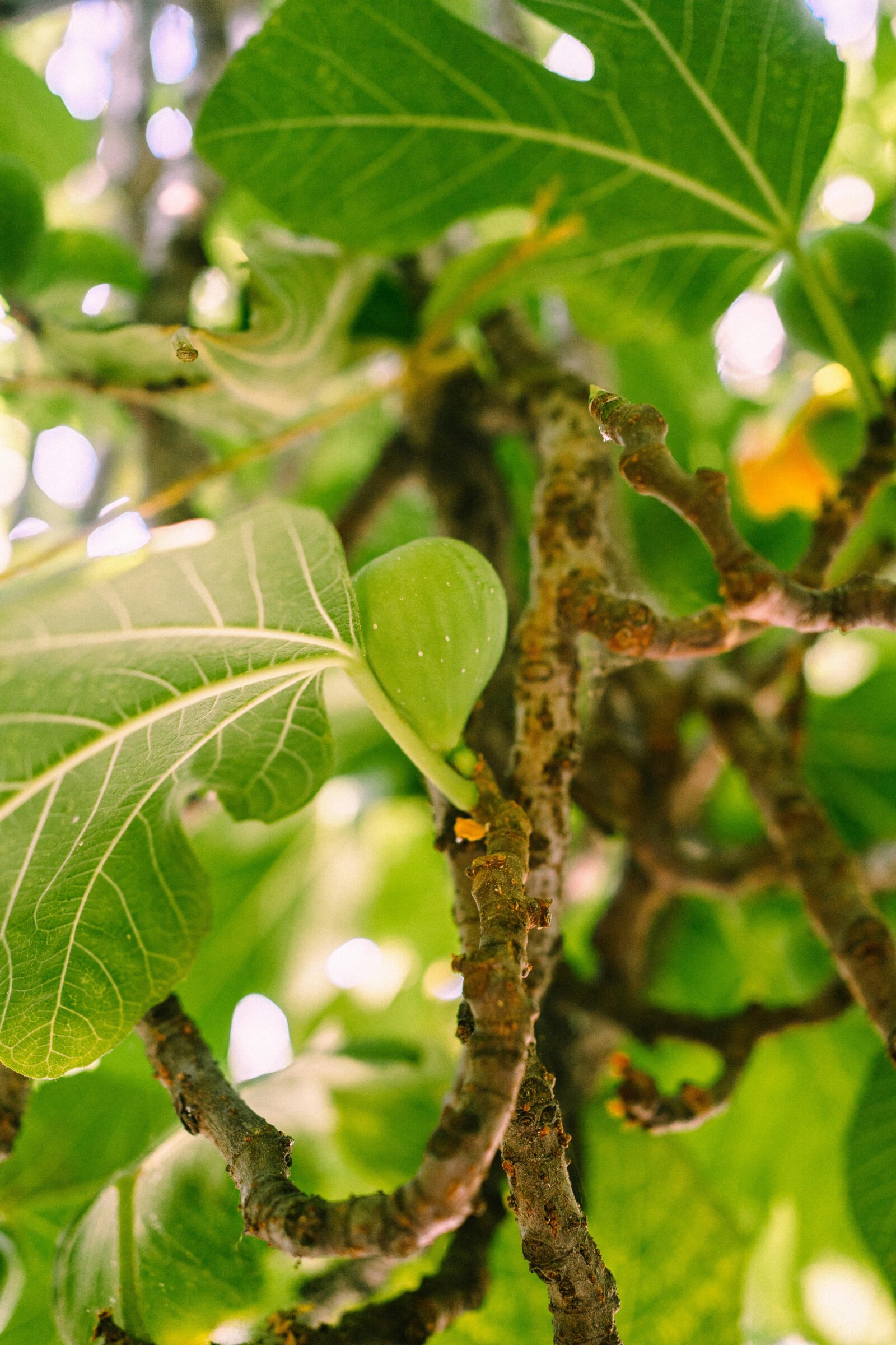 Ficus carica struik in soorten - Vijg