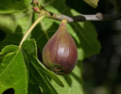 Ficus carica ‘Del Portogallo’ - Vijg