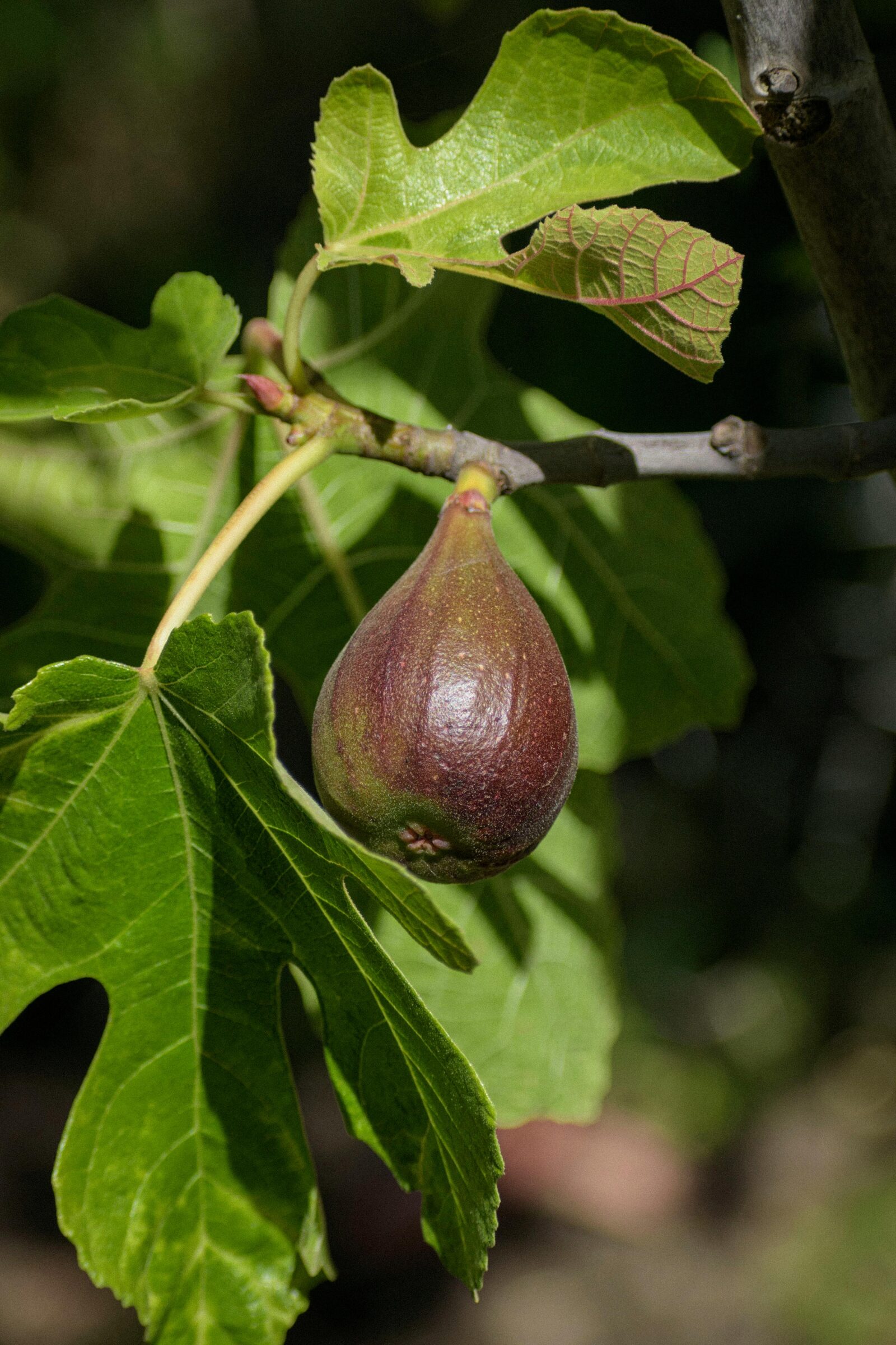 Ficus carica ‘Del Portogallo’ - Vijg