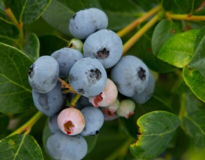 Vaccinium corymbosum ‘Duke’ - Blauwe bes