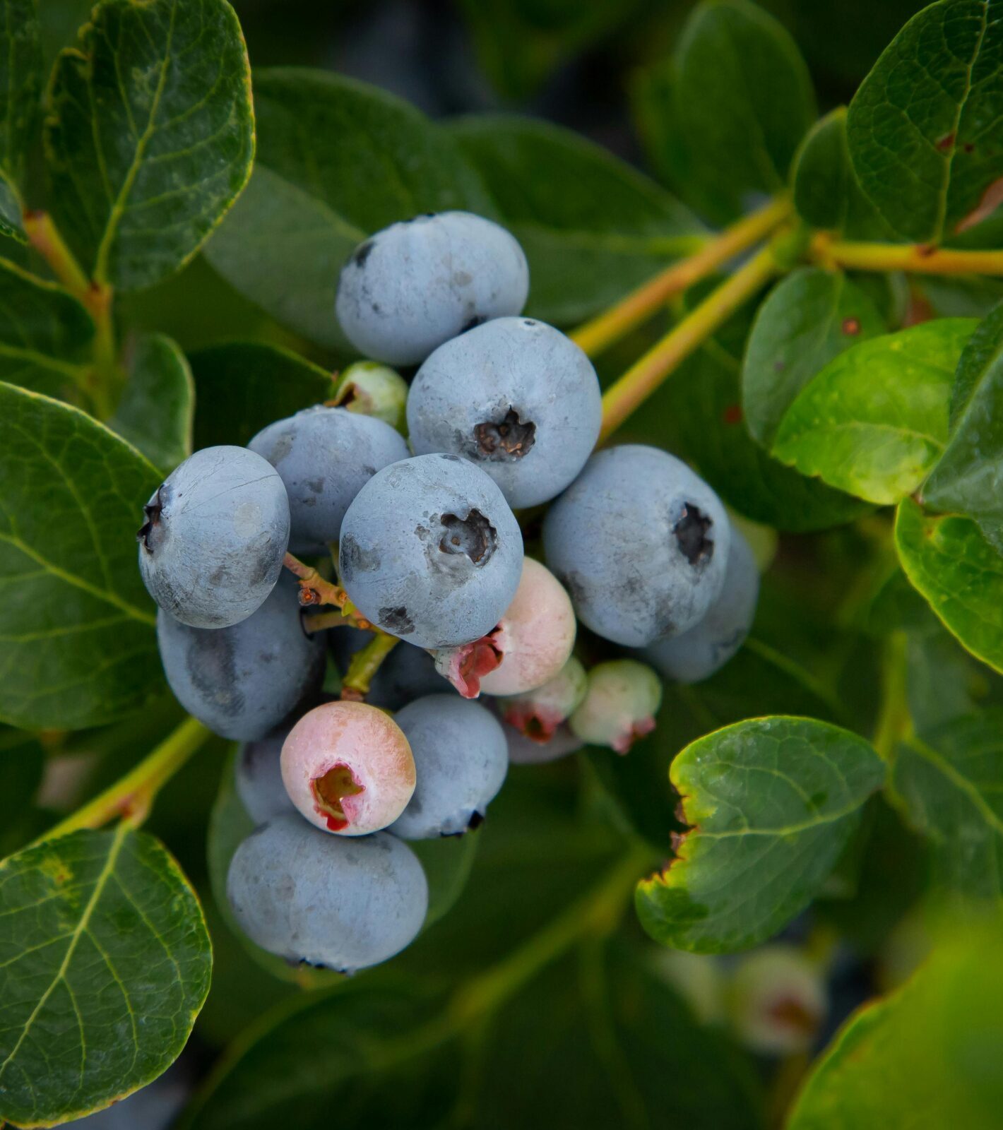 Vaccinium corymbosum ‘Duke’ - Blauwe bes