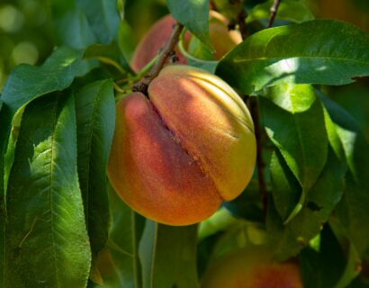 Prunus persica ‘Riga’ - Perzik