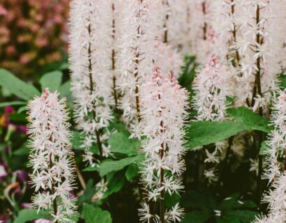 Tiarella ‘Pink Skyrocket’ - Perzische muts