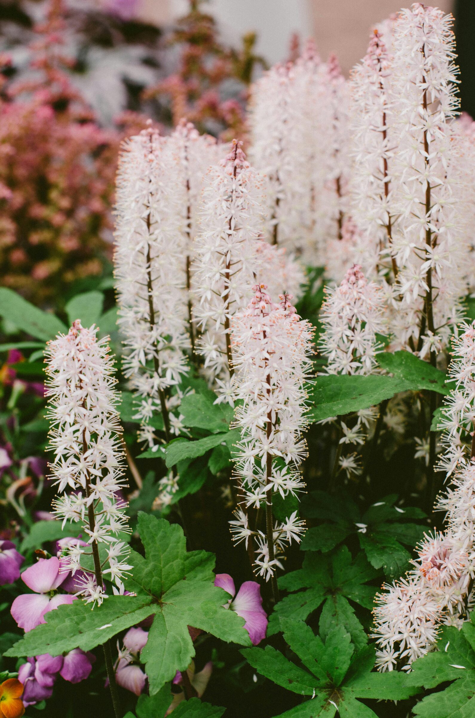 Tiarella ‘Pink Skyrocket’ - Perzische muts