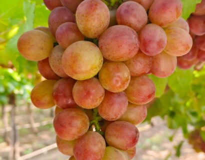 Vitis vinifera ‘Katharina’ - Druif