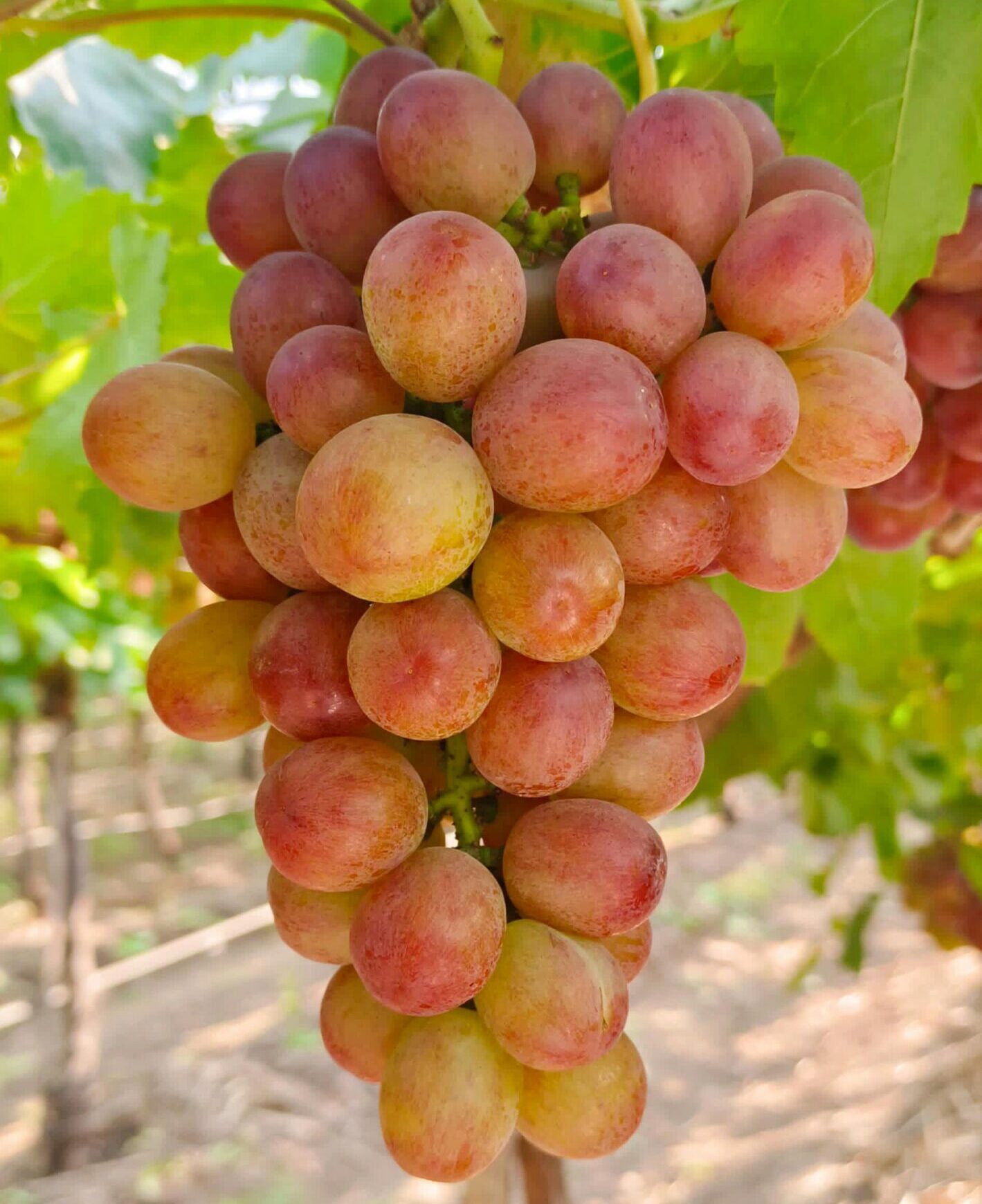 Vitis vinifera ‘Katharina’ - Druif