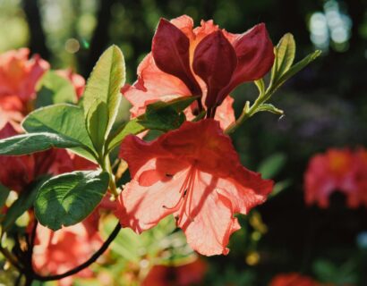 Azalea japonica ‘Maria Derby’ - Azalea