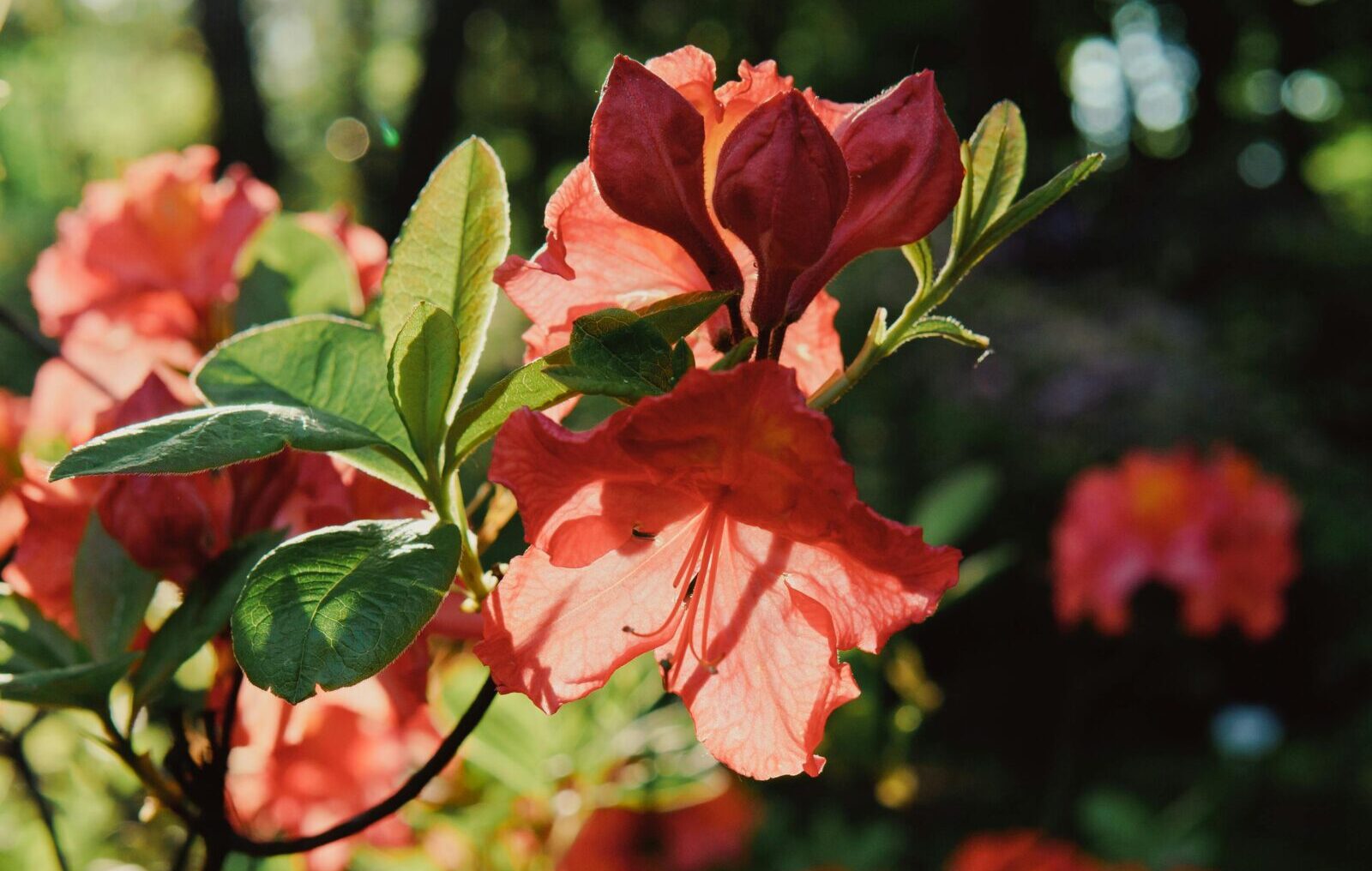 Azalea japonica ‘Maria Derby’ - Azalea