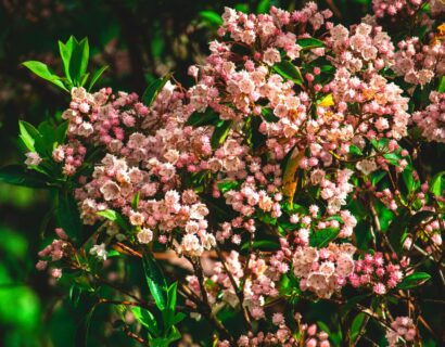 Kalmia latifolia ‘Kaleidoskop’ - Lepelstruik