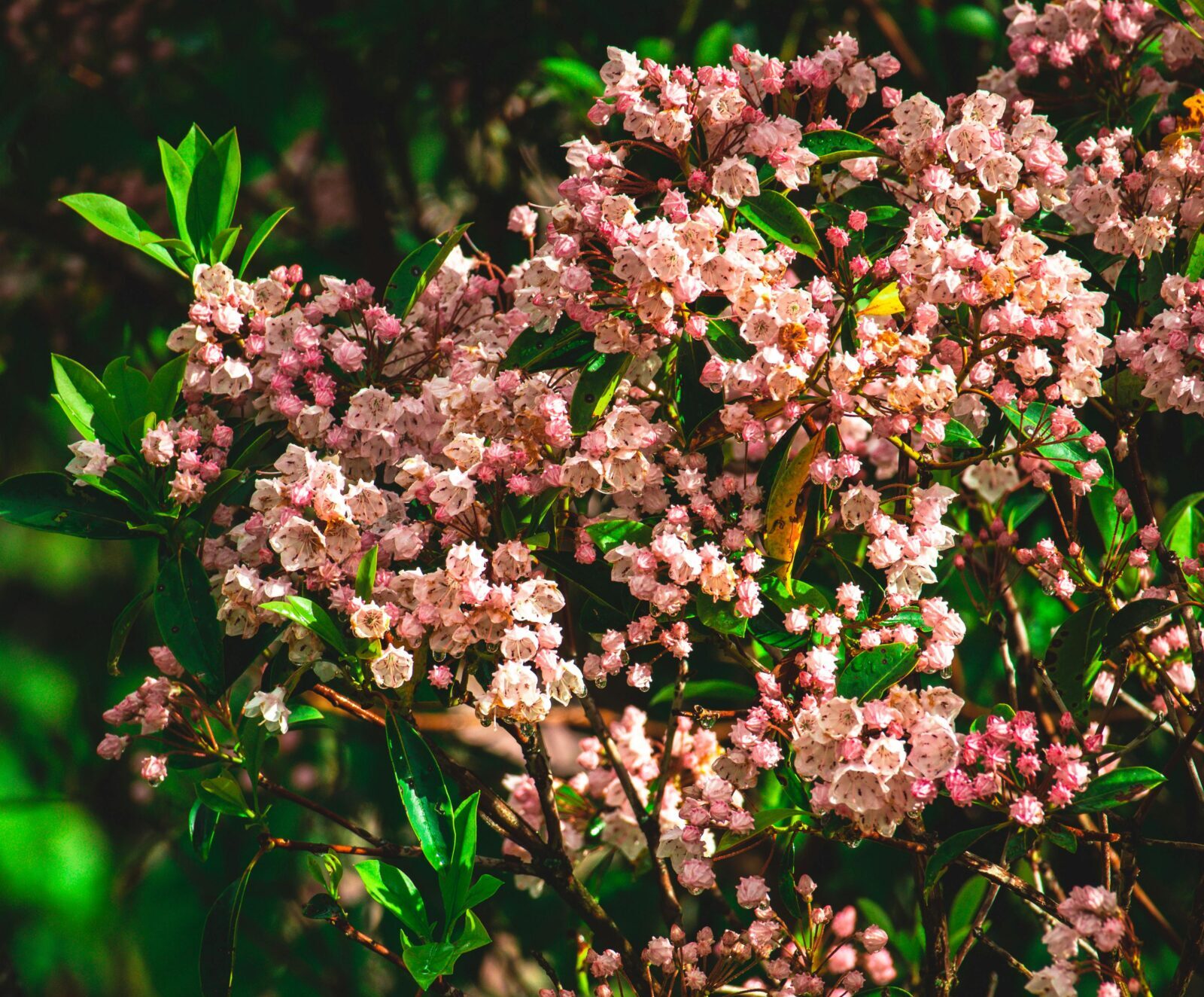 Kalmia latifolia ‘Kaleidoskop’ - Lepelstruik