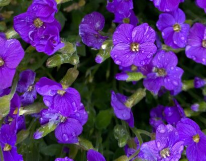 Aubrieta gracilis ‘Kitte’ - Randjesbloem