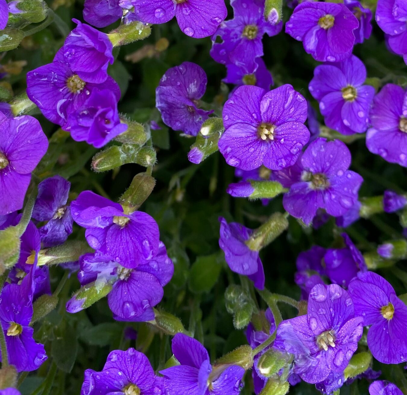 Aubrieta gracilis ‘Kitte’ - Randjesbloem