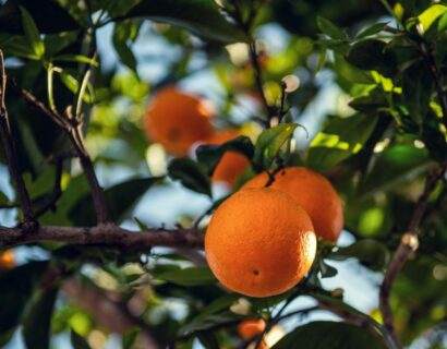 Mandarijn miniboom - Mandarijn