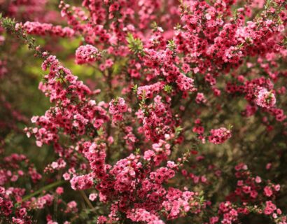 Leptospermum scoparium ‘Rosea’ - Theeplant