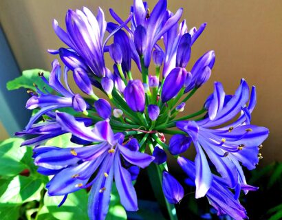 Agapanthus ‘Dark Silk’ - Afrikaanse lelie