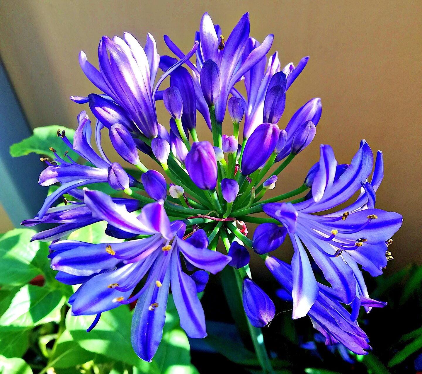 Agapanthus ‘Dark Silk’ - Afrikaanse lelie