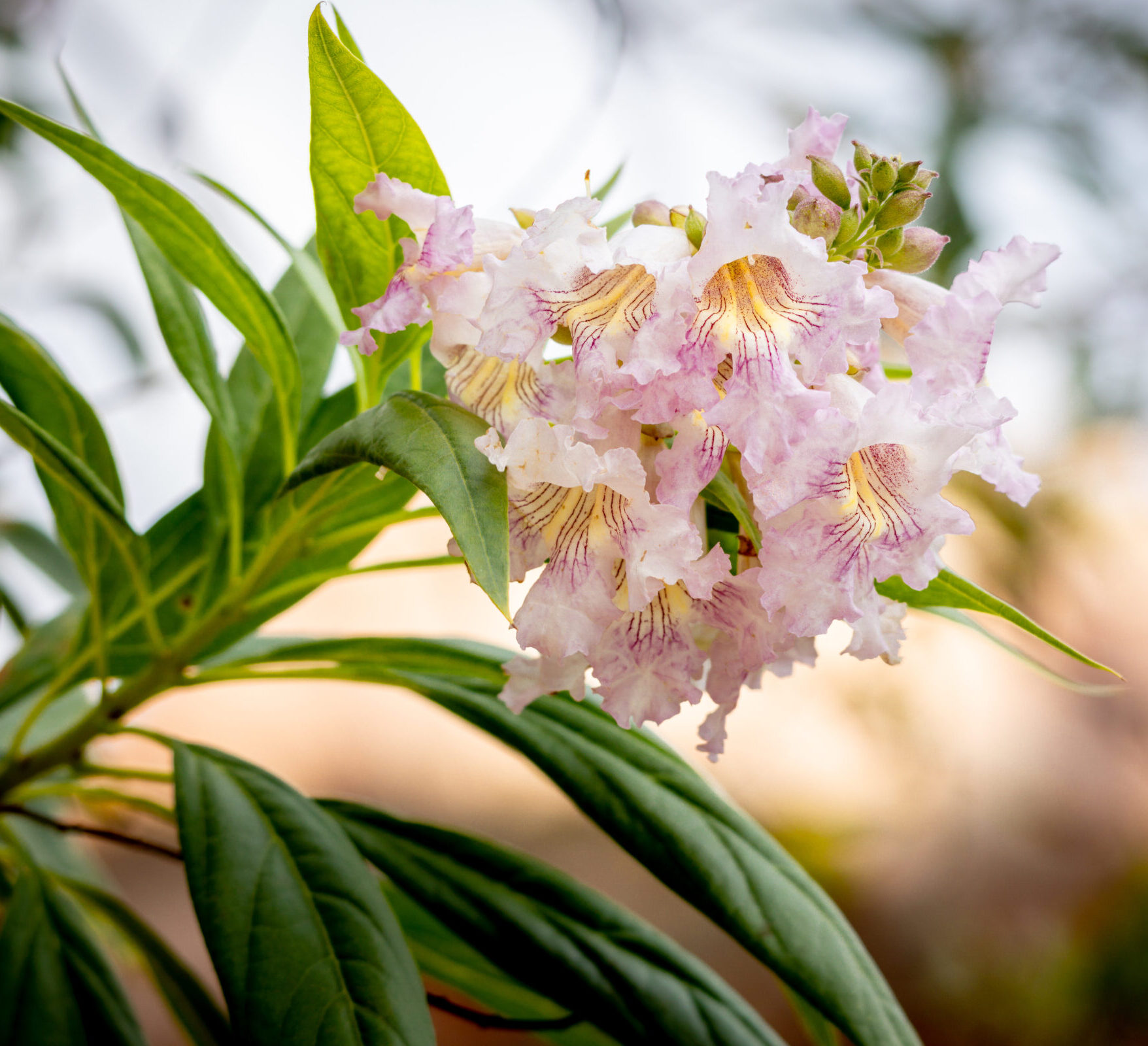 Chitalpa tashkentensis ‘Summer Bells’ - Woestijnwilg